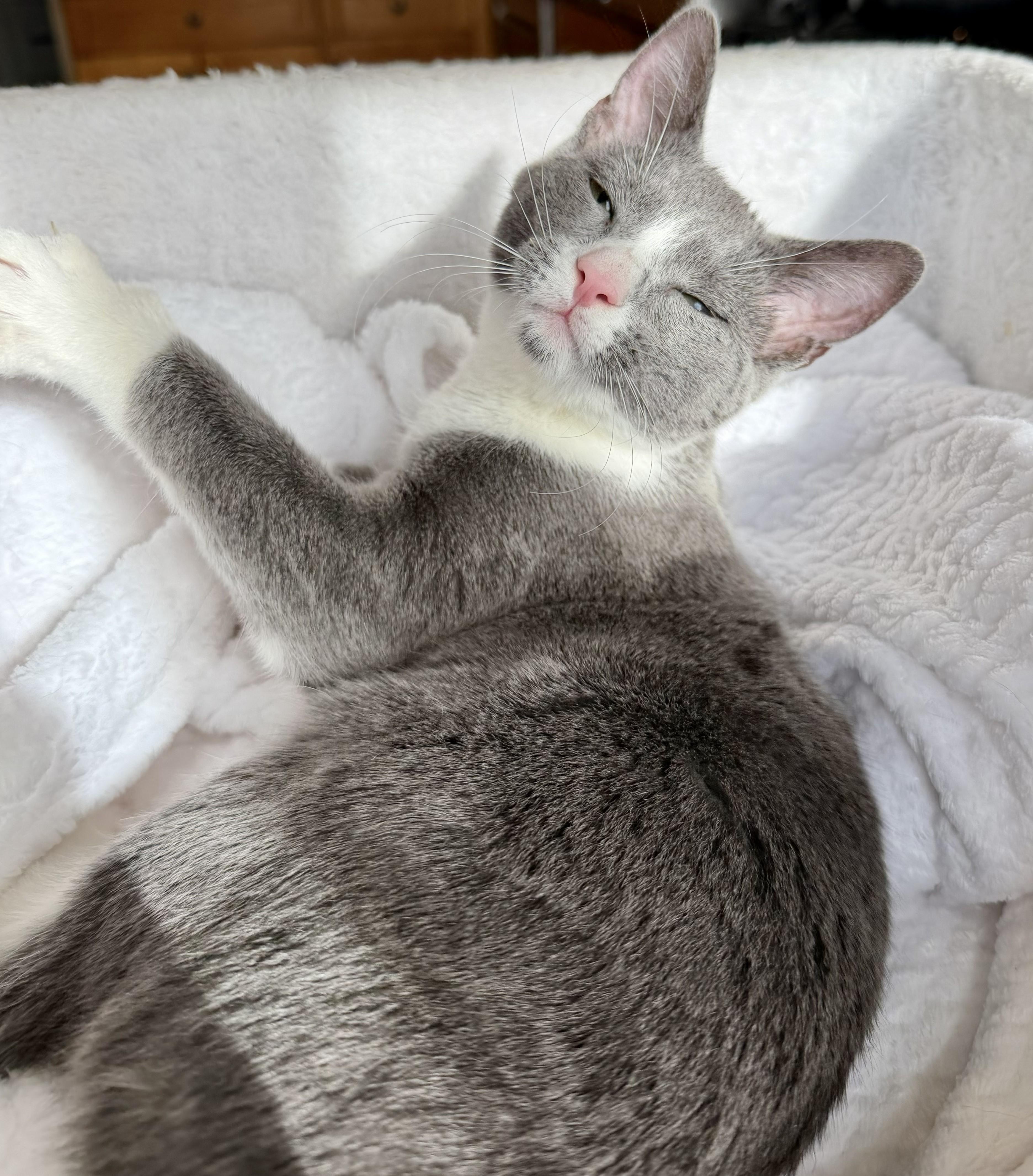 Enlarge Tessa, a Adoptable Domestic Short Hair in Wayne, NJ image 1/6