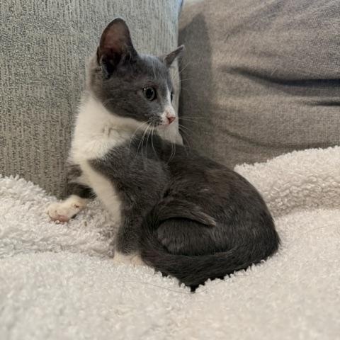 Tessa, a ADOPTABLE Domestic Short Hair in Wayne, NJ image 3/4