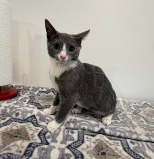 Enlarge Tessa, a ADOPTABLE Domestic Short Hair in Wayne, NJ image 1/6