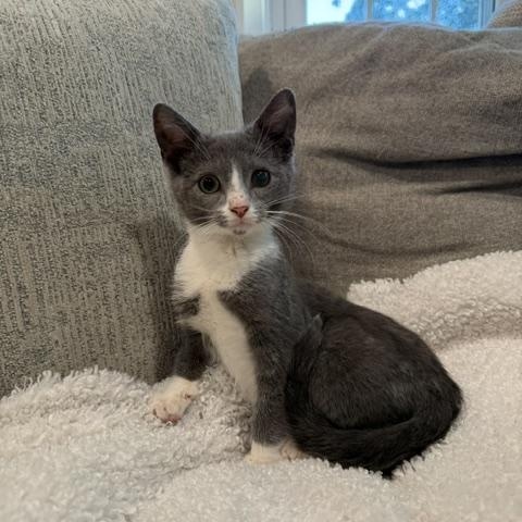 Tessa, ADOPTABLE, Kitten Female Domestic Short Hair.
