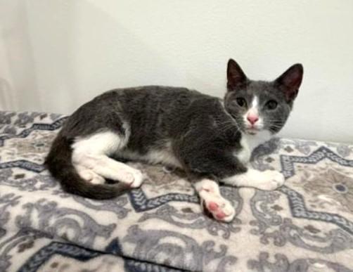 Enlarge Tessa, a ADOPTABLE Domestic Short Hair in Wayne, NJ image 5/6