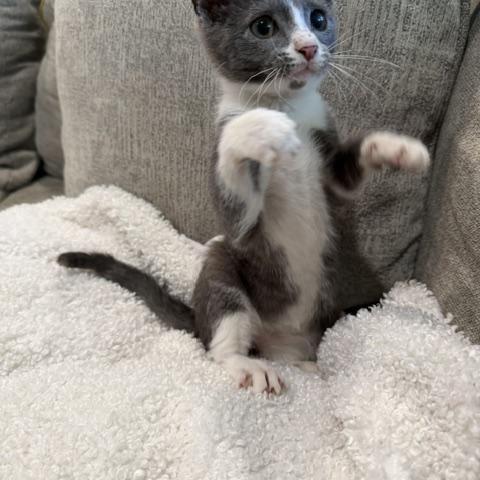 Tessa, a ADOPTABLE Domestic Short Hair in Wayne, NJ image 4/4