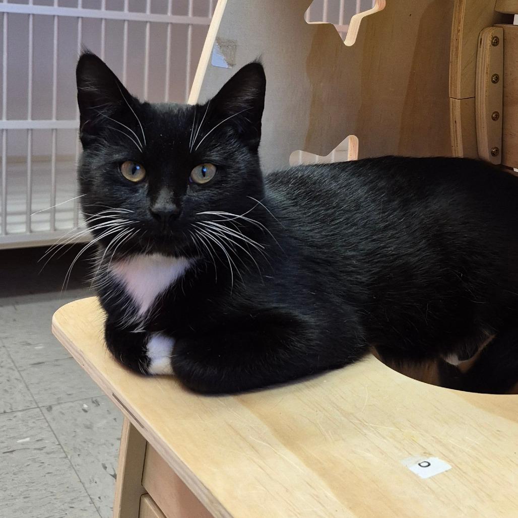 Enlarge Meeko, a Adoptable Domestic Short Hair in Newark, NJ image 1/2