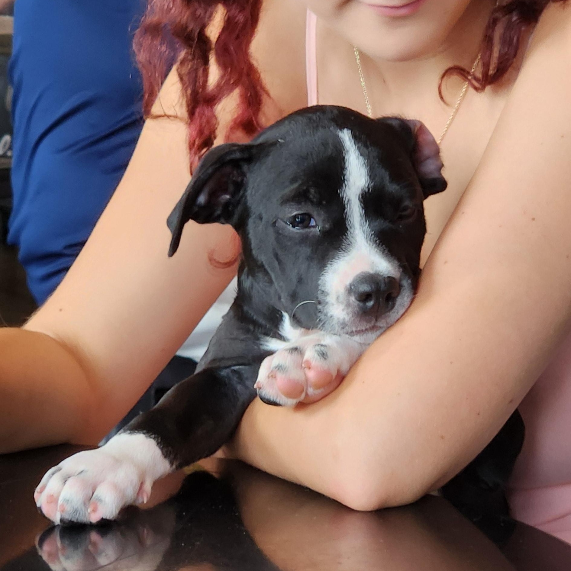 Sybil Ludington, adopted, Puppy Female Mixed Breed & Boxer.