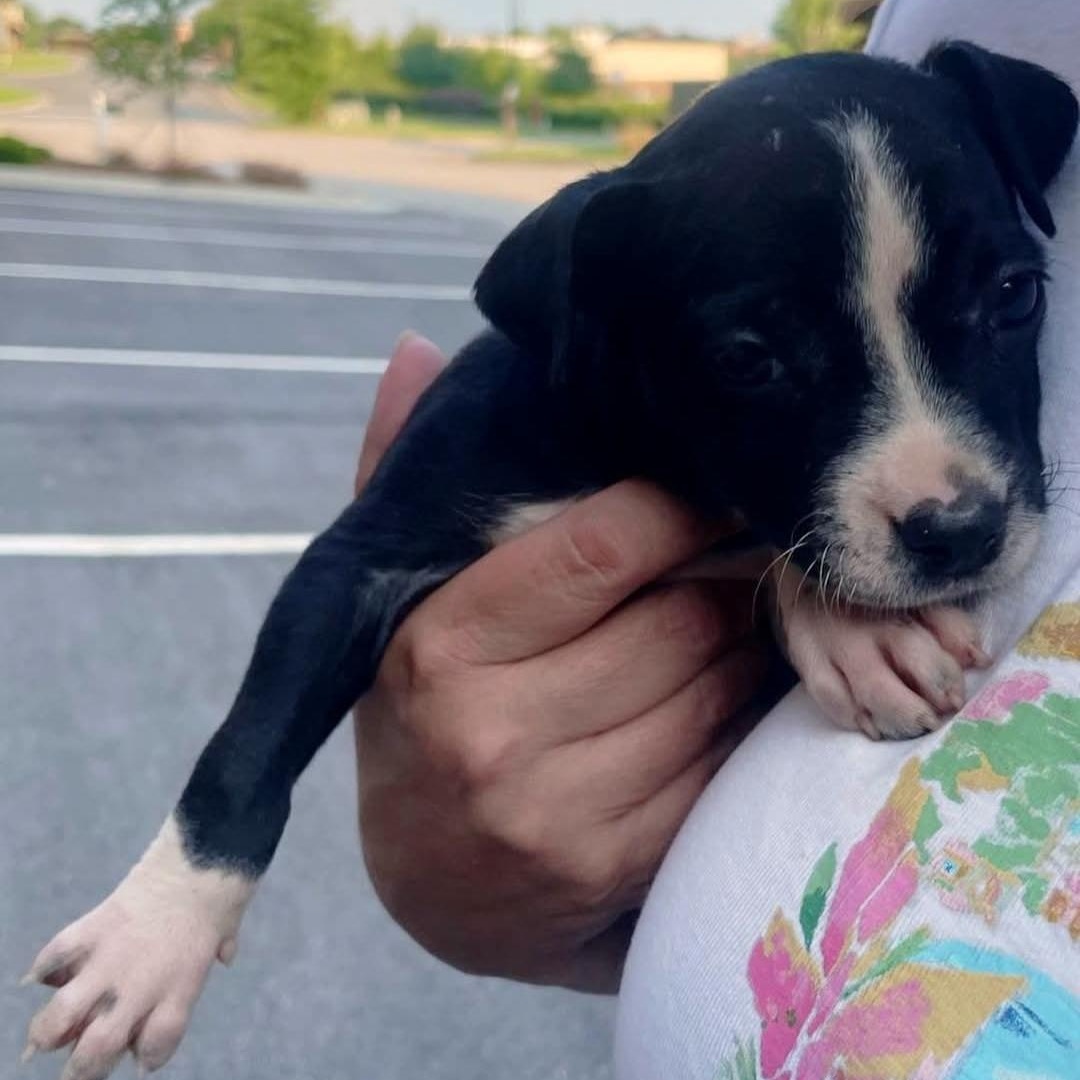 Sybil Ludington, an adopted mixed breed in Buford, GA image 6/6