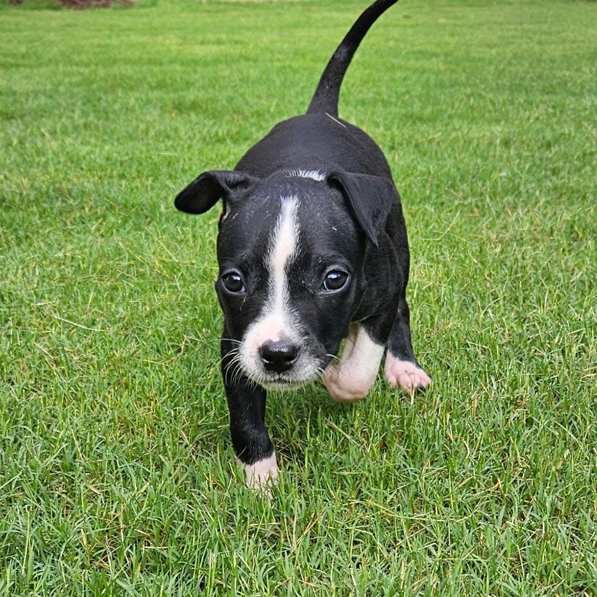 Sybil Ludington, an adopted mixed breed in Buford, GA image 5/6