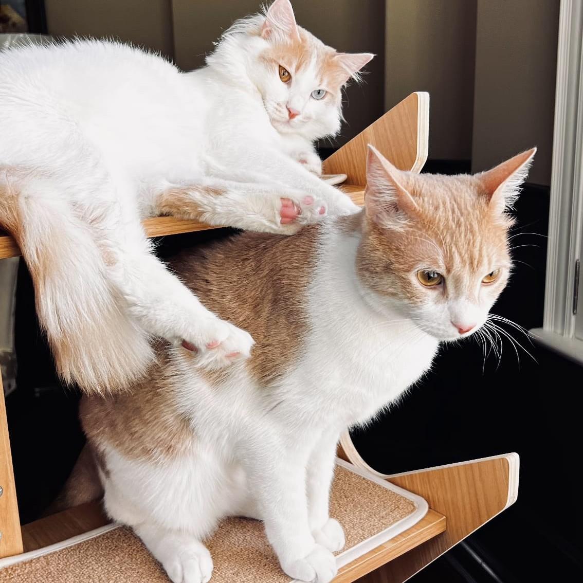 Enlarge The MaMa's Boys - Maysara and Mashima - bonded brothers, a Adoptable mixed breed in Mississauga, ON image 1/6
