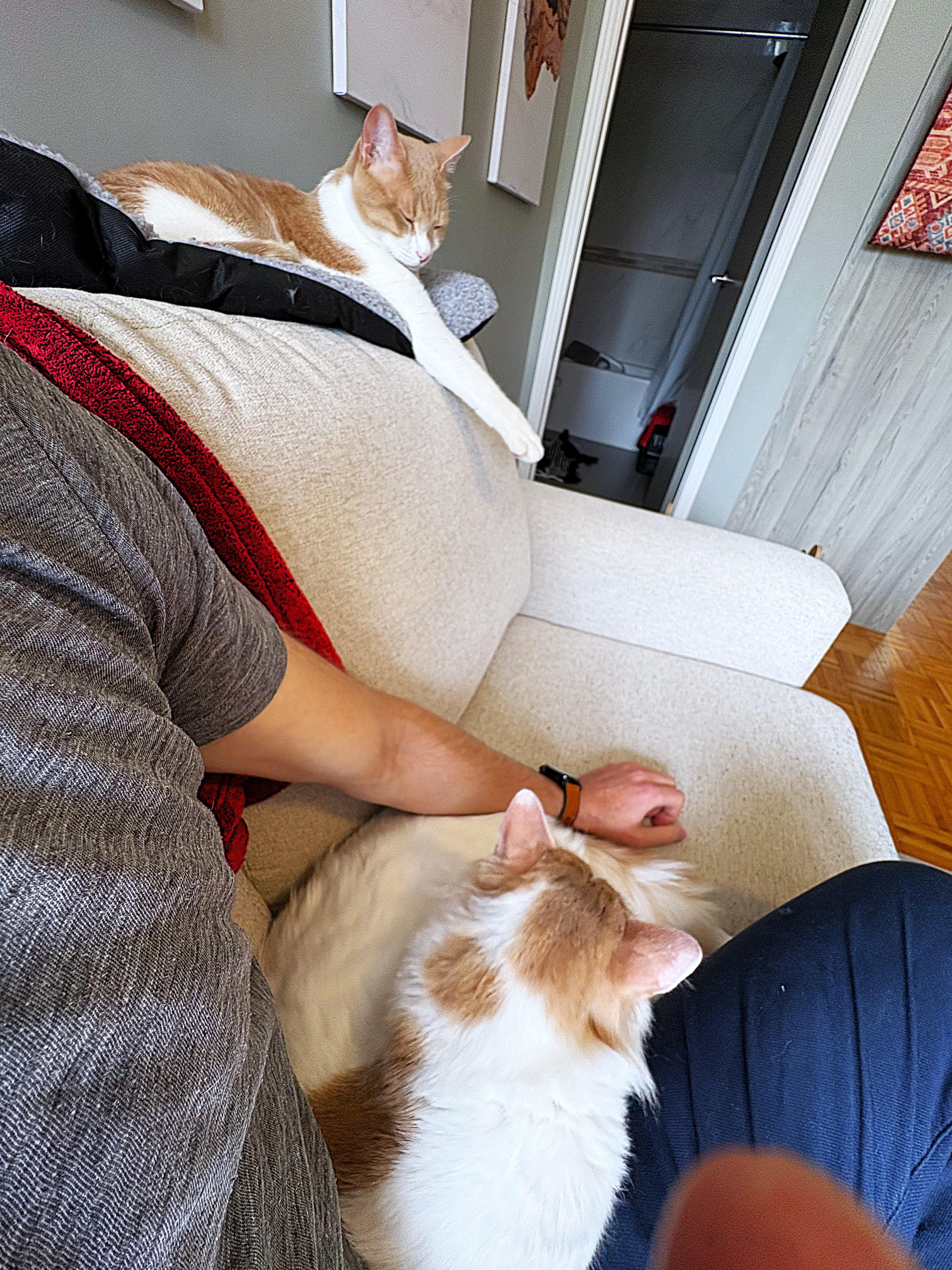 Enlarge The MaMa's Boys - Maysara and Mashima - bonded brothers, a Adoptable mixed breed in Mississauga, ON image 4/6