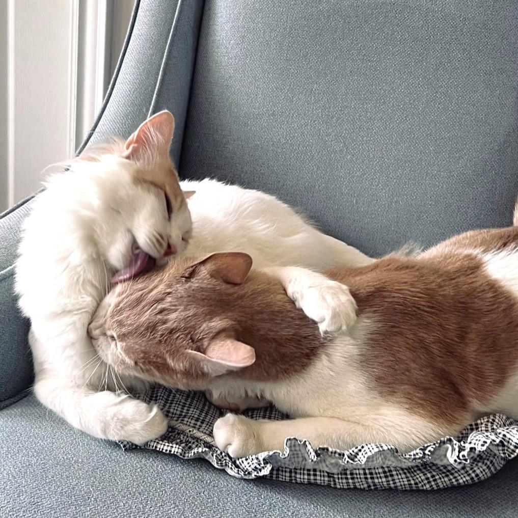 Enlarge The MaMa's Boys - Maysara and Mashima - bonded brothers, a Adoptable mixed breed in Mississauga, ON image 2/6