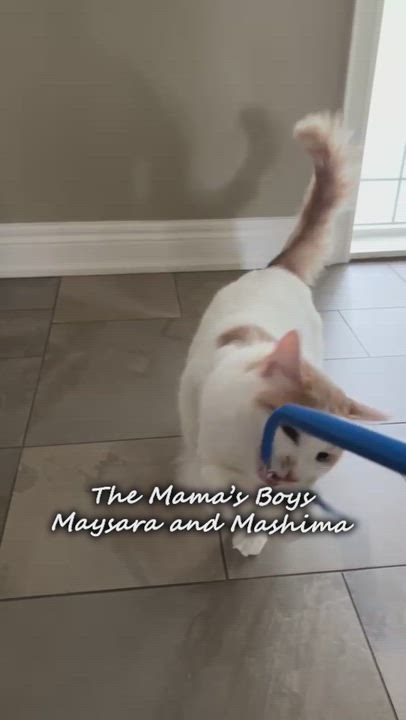 Enlarge The MaMa's Boys - Maysara and Mashima - bonded brothers, a Adoptable mixed breed in Mississauga, ON video 3/6