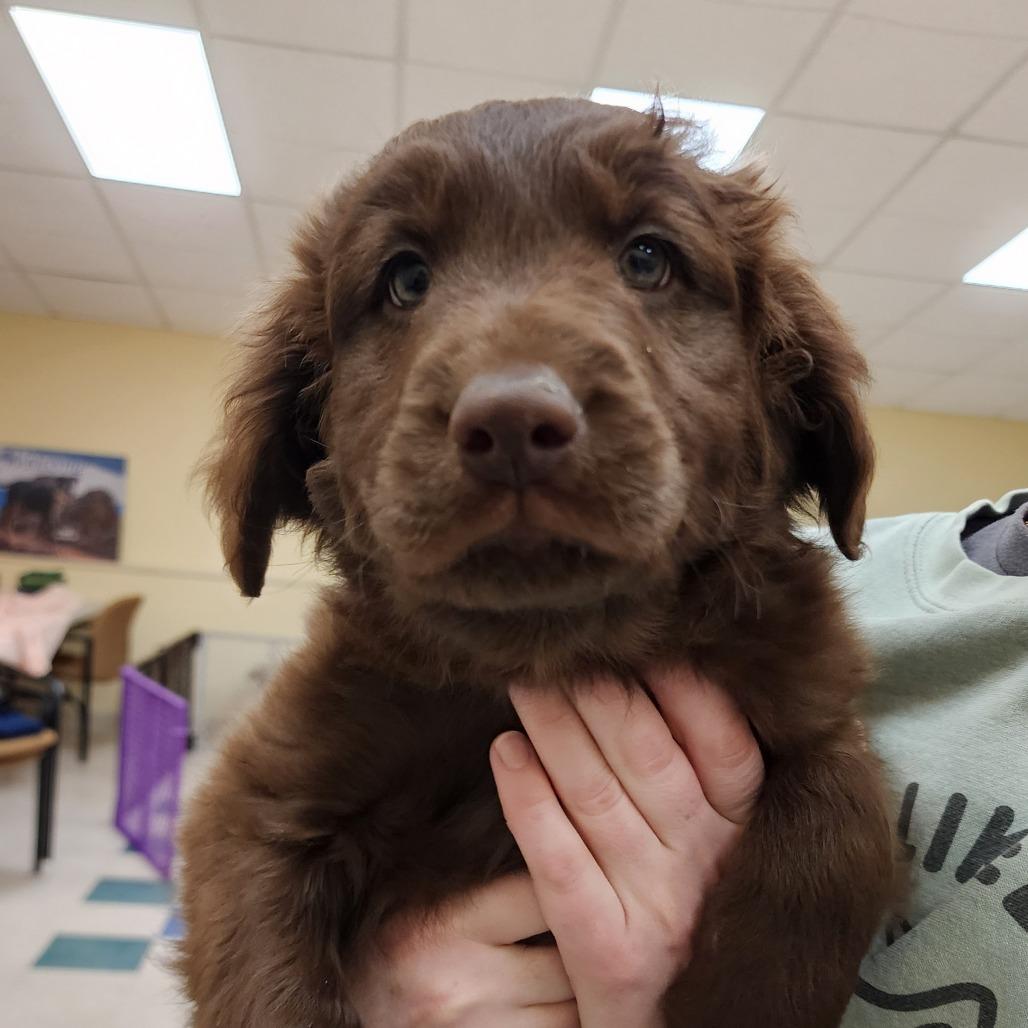 Rowlf, Adoptable, Puppy Male Australian Shepherd & Poodle.