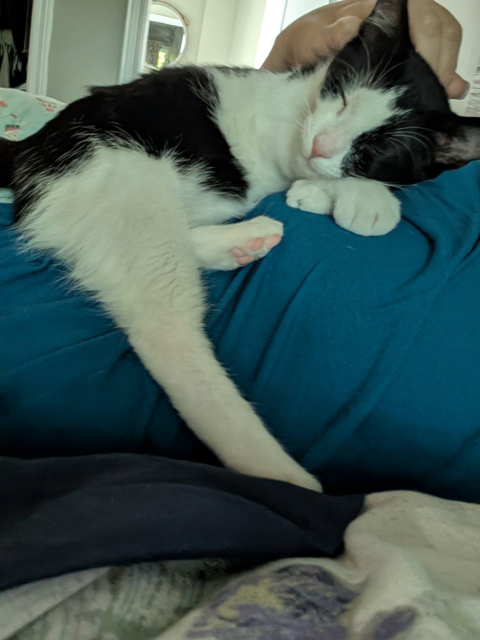 Jasper & Jade, Adoptable, Young Female Domestic Short Hair.