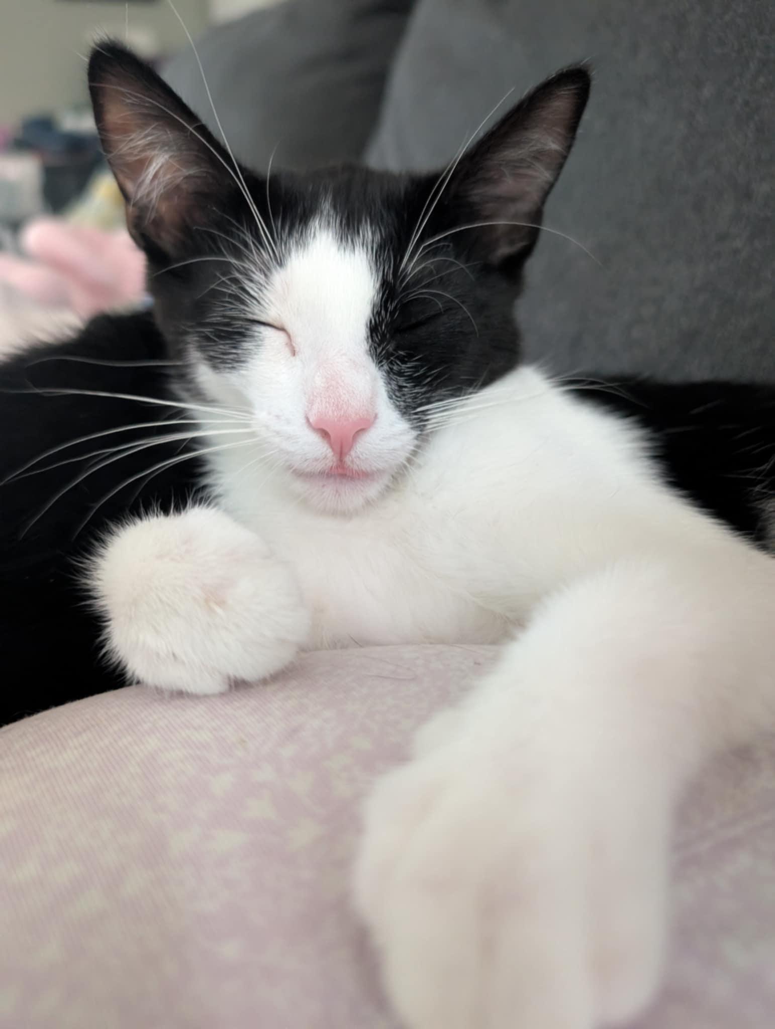 Enlarge Jasper & Jade, a Adoptable Domestic Short Hair in Brantford, ON image 3/5