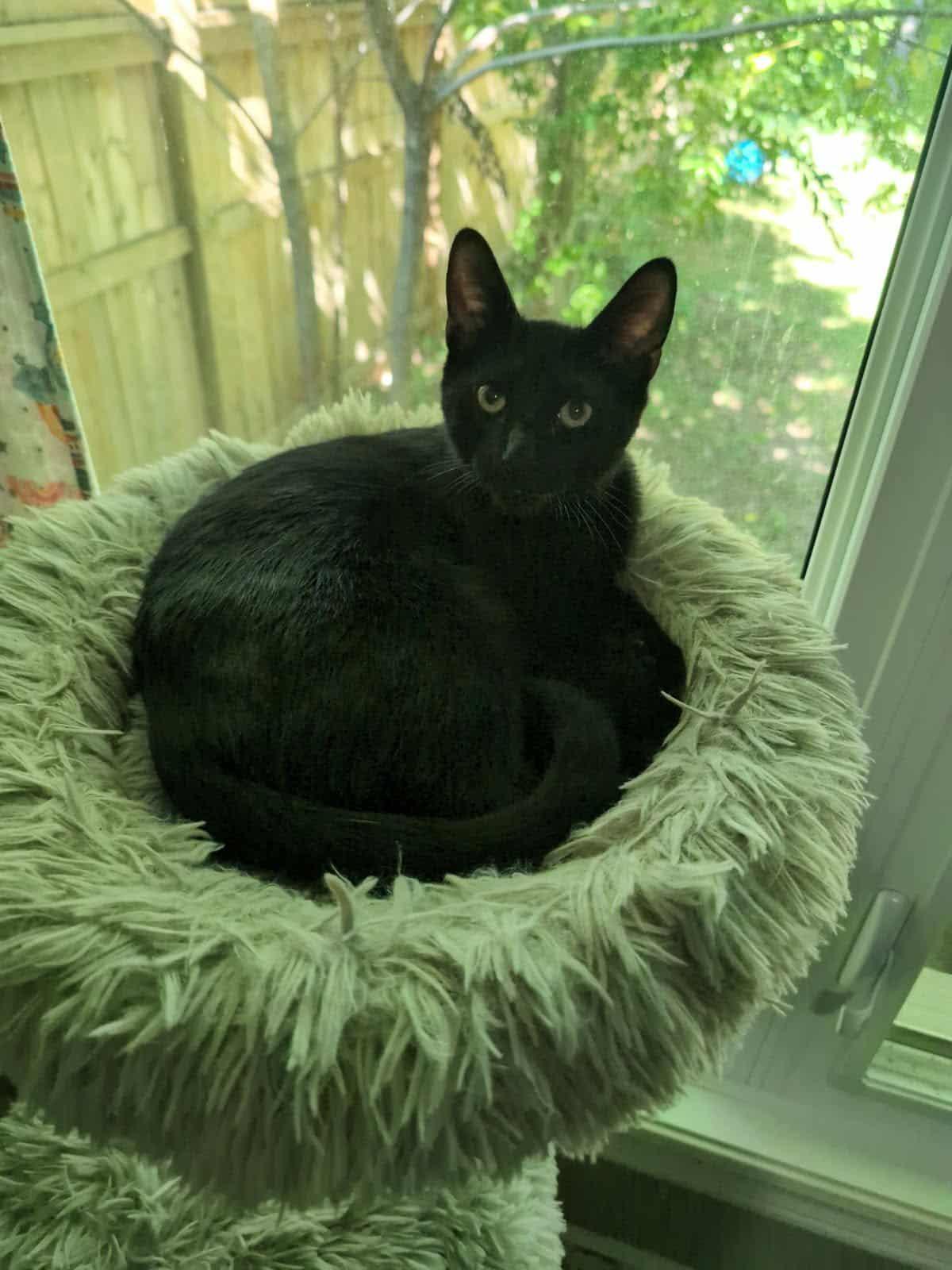 Enlarge Jasper & Jade, a Adoptable Domestic Short Hair in Brantford, ON image 2/5