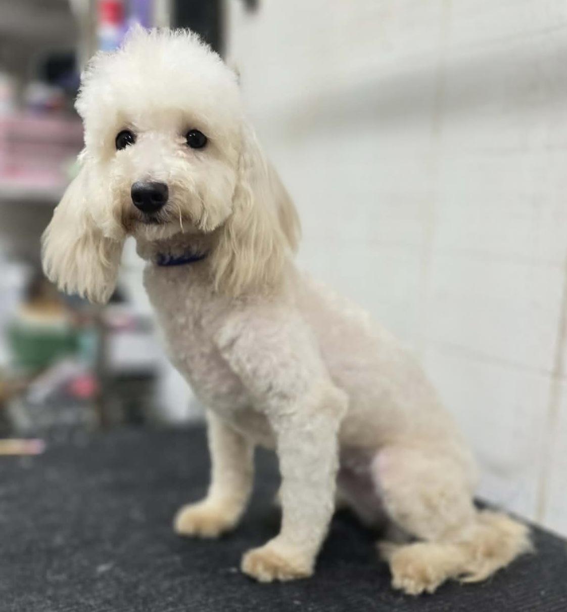 Enlarge Sadie, a ADOPTABLE Maltipoo in Wheelersburg, OH image 3/3