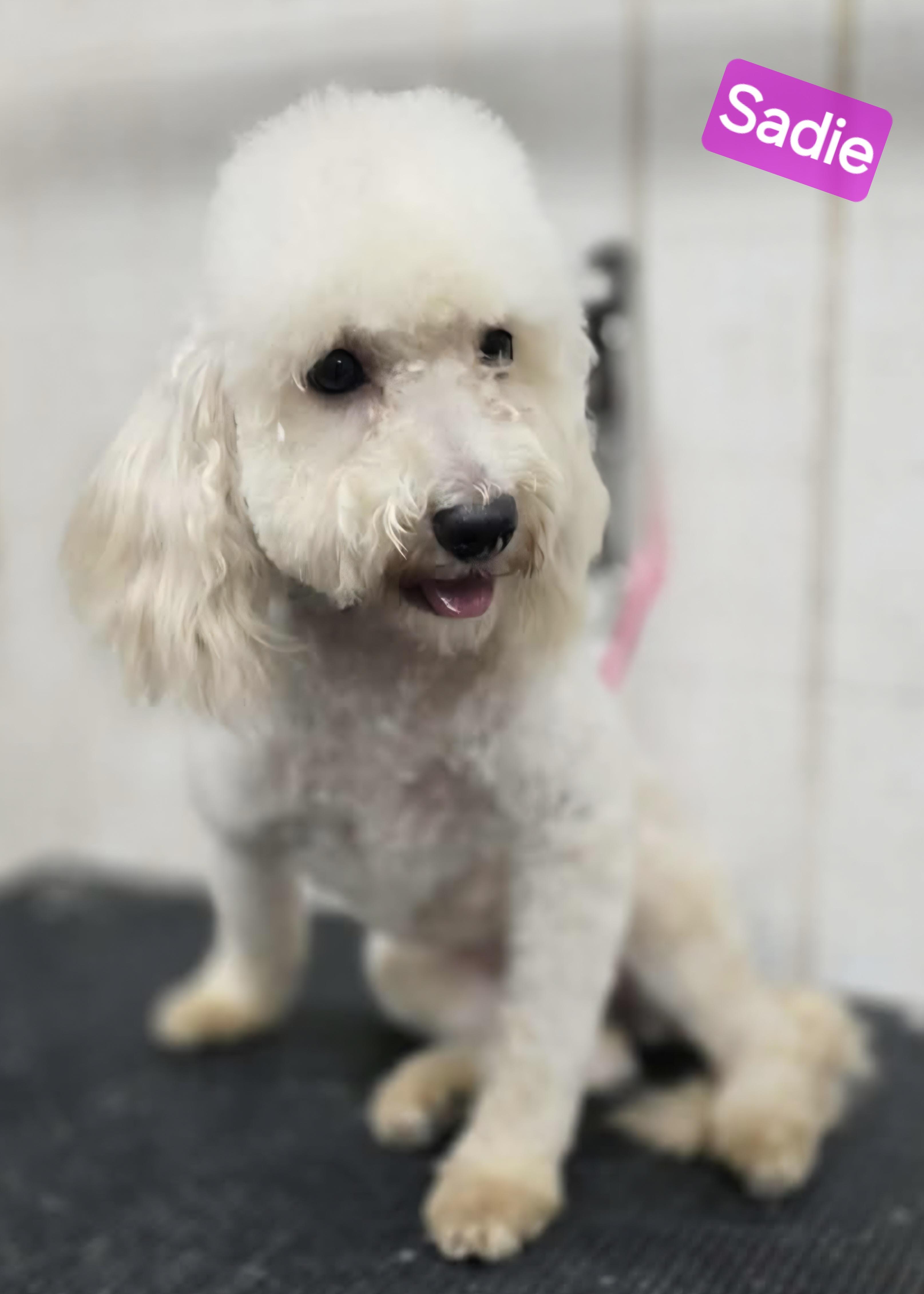Enlarge Sadie, a ADOPTABLE Maltipoo in Wheelersburg, OH image 2/3