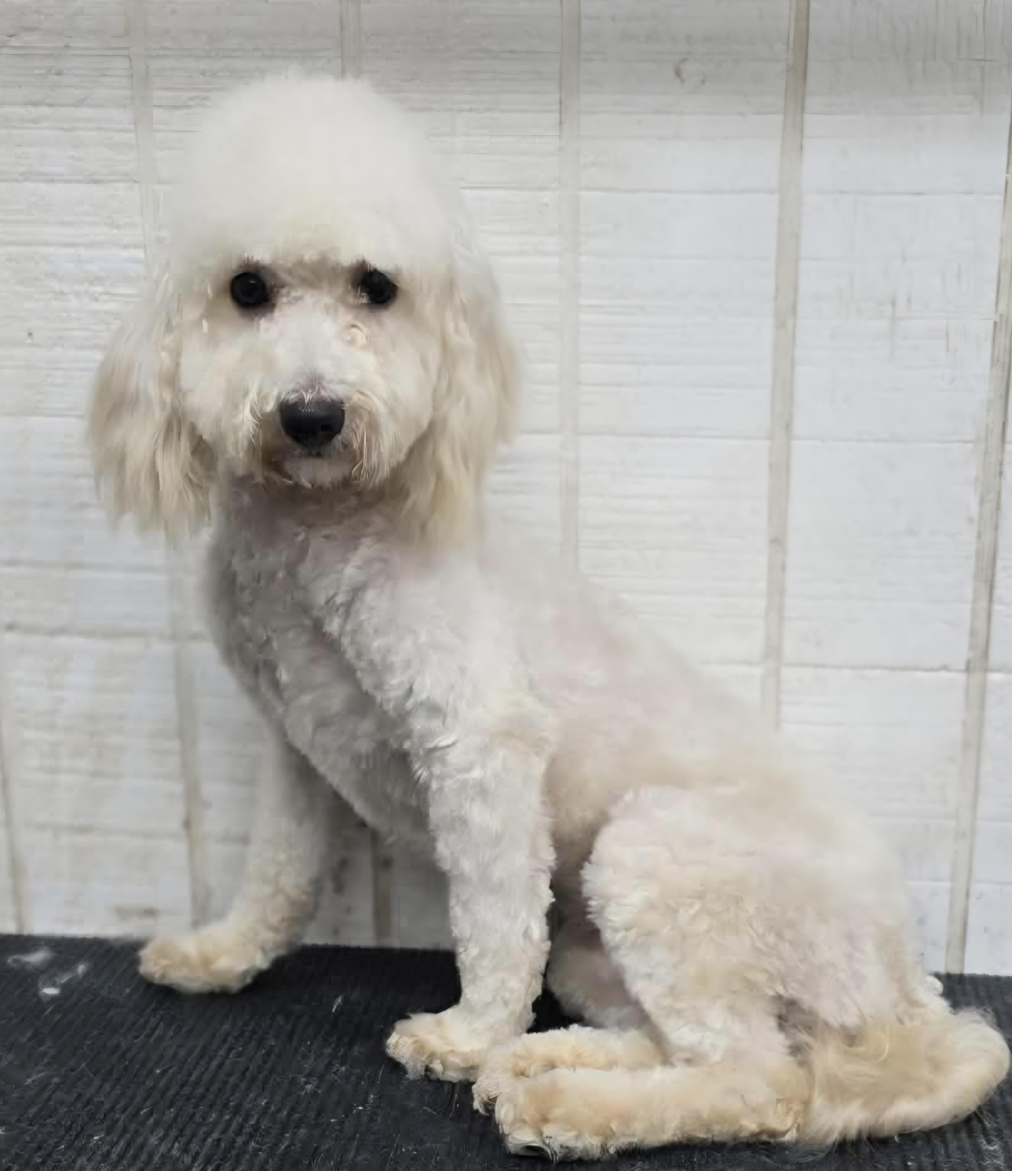 Enlarge Sadie, a ADOPTABLE Maltipoo in Wheelersburg, OH image 1/3
