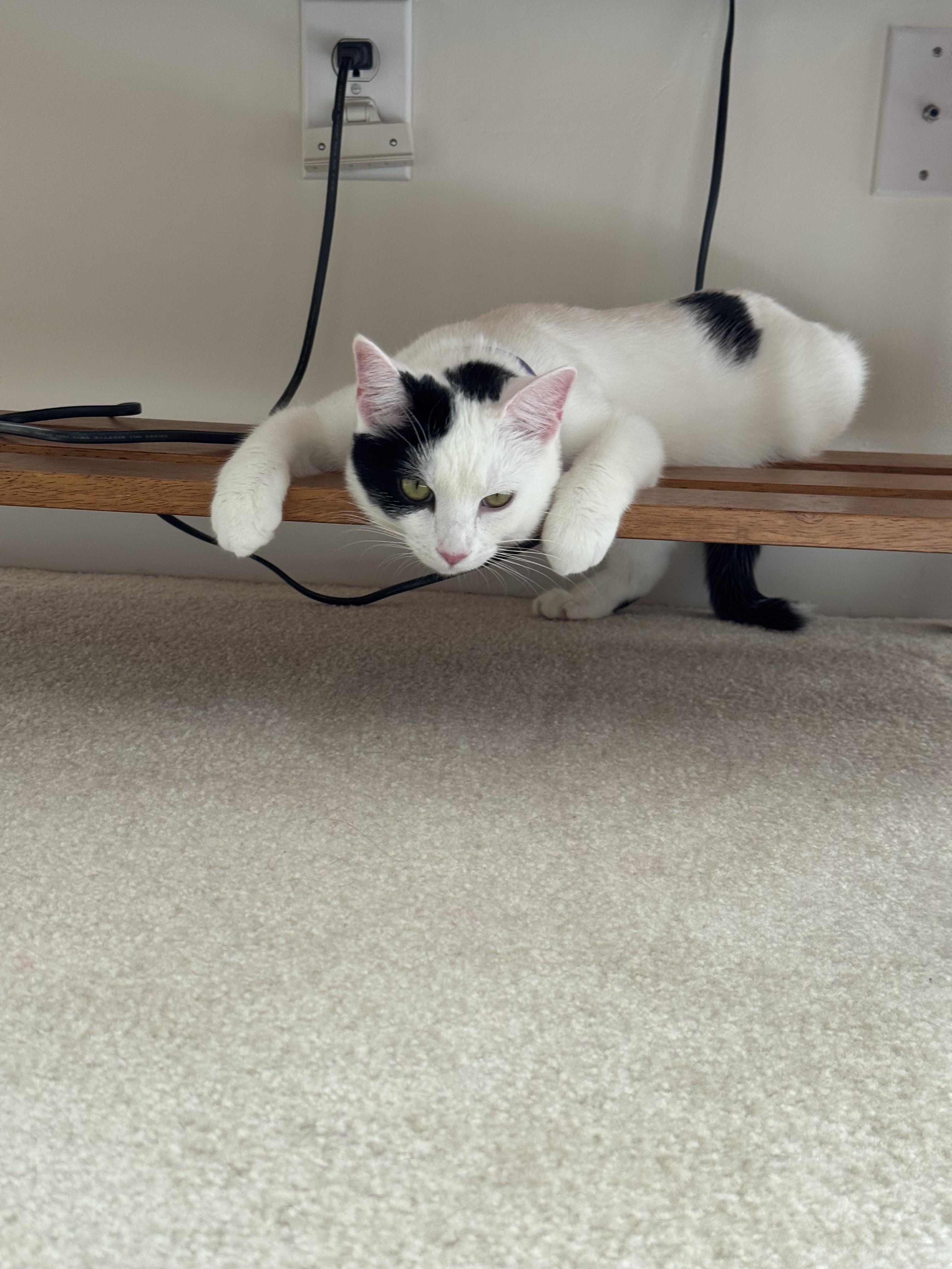 Enlarge Betsy, a Adoptable Domestic Short Hair in Mauldin, SC image 6/6