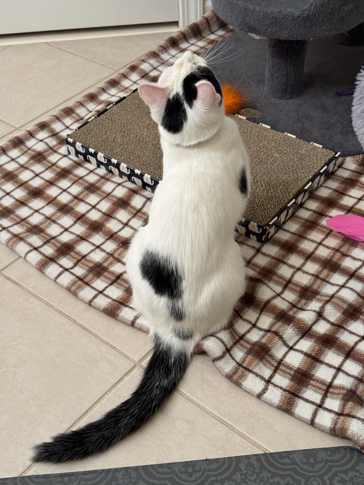 Enlarge Betsy, a Adoptable Domestic Short Hair in Mauldin, SC image 4/6