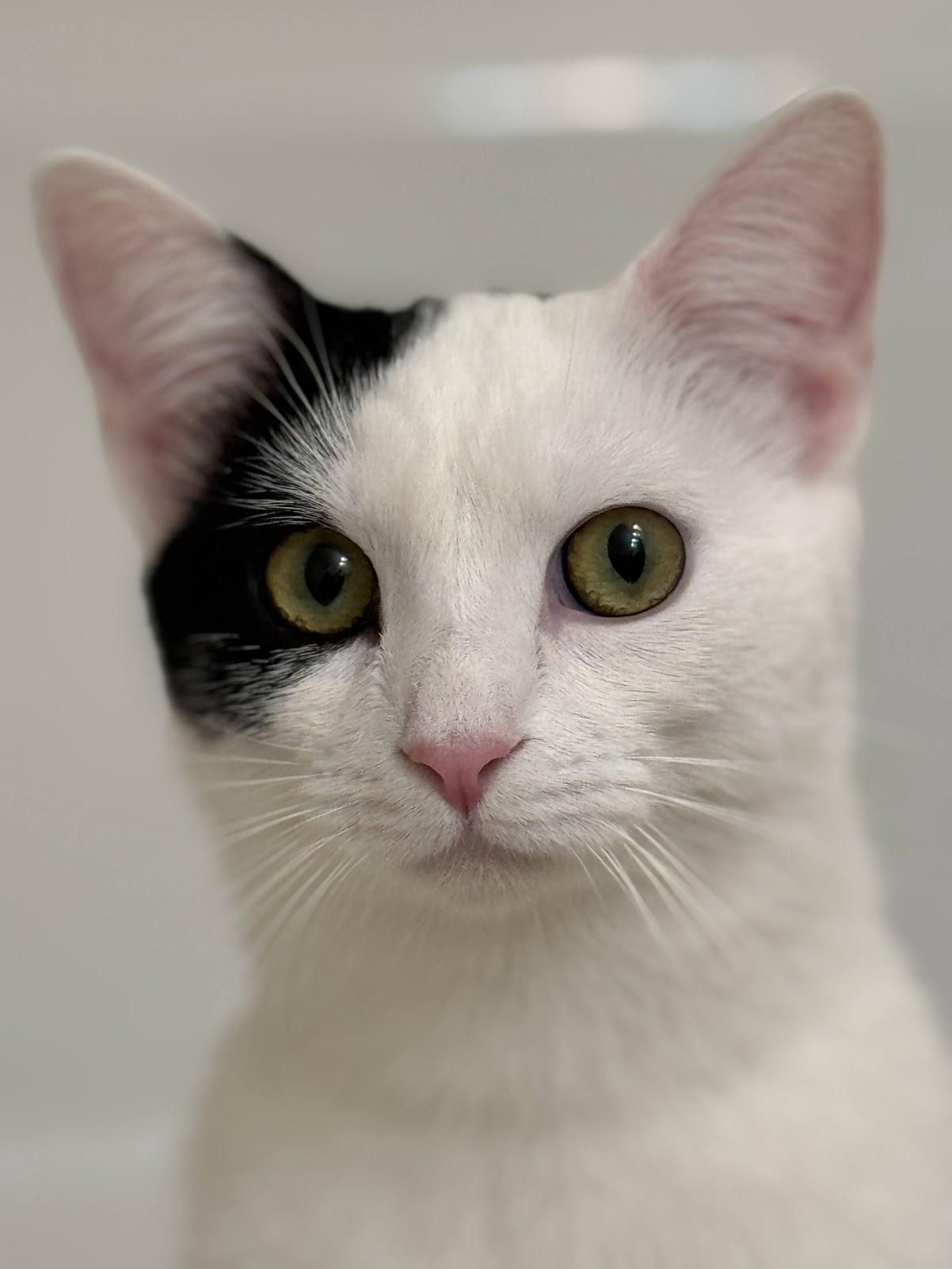 Enlarge Betsy, a Adoptable Domestic Short Hair in Mauldin, SC image 2/6