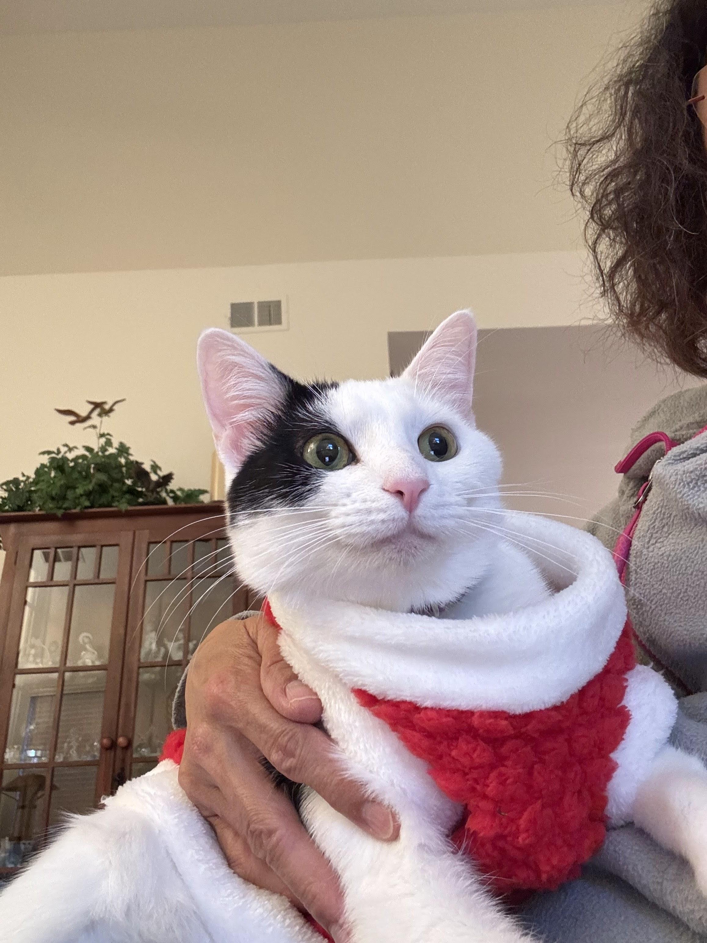 Enlarge Betsy, a Adoptable Domestic Short Hair in Mauldin, SC image 1/6
