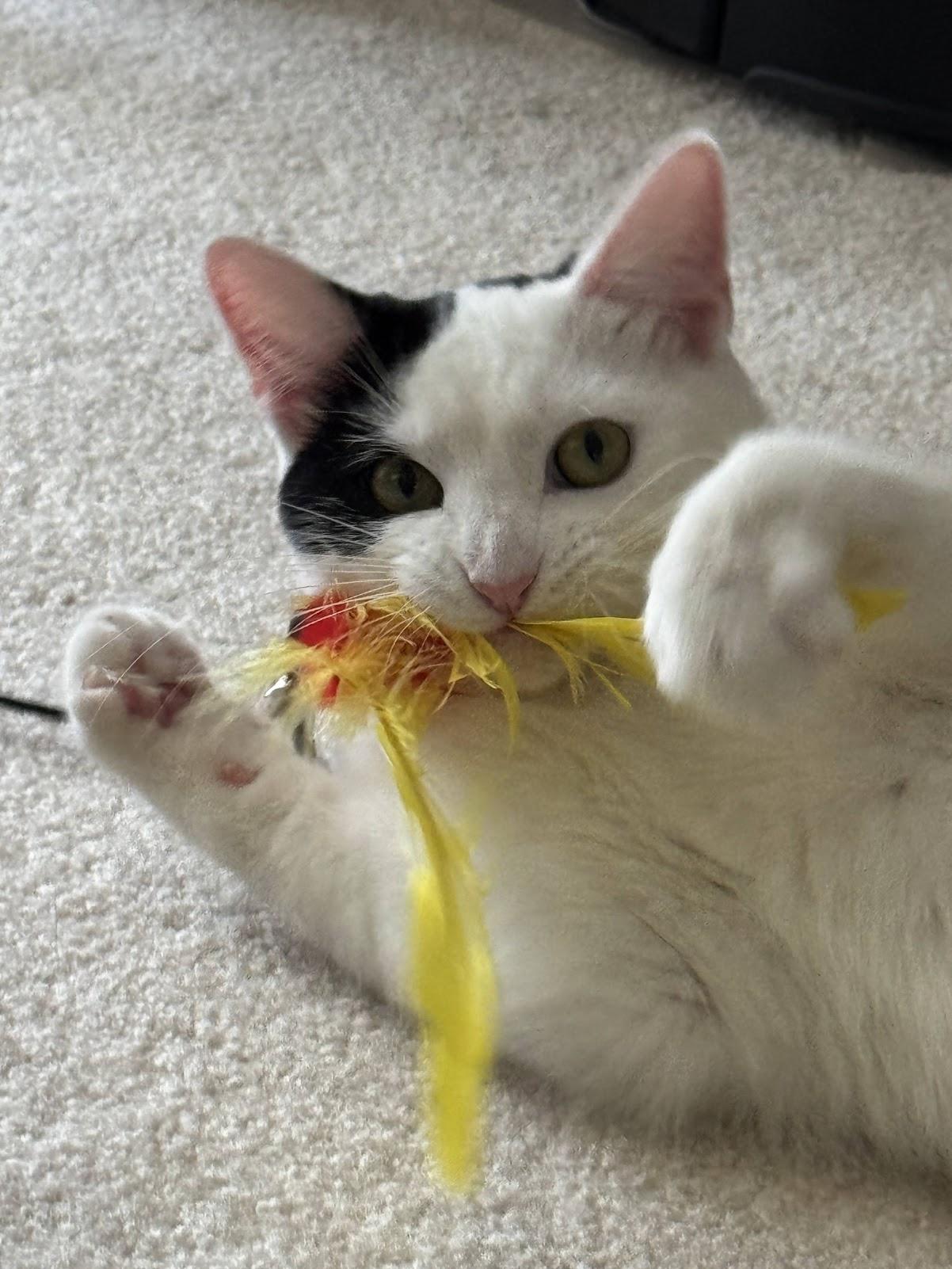 Enlarge Betsy, a Adoptable Domestic Short Hair in Mauldin, SC image 5/6