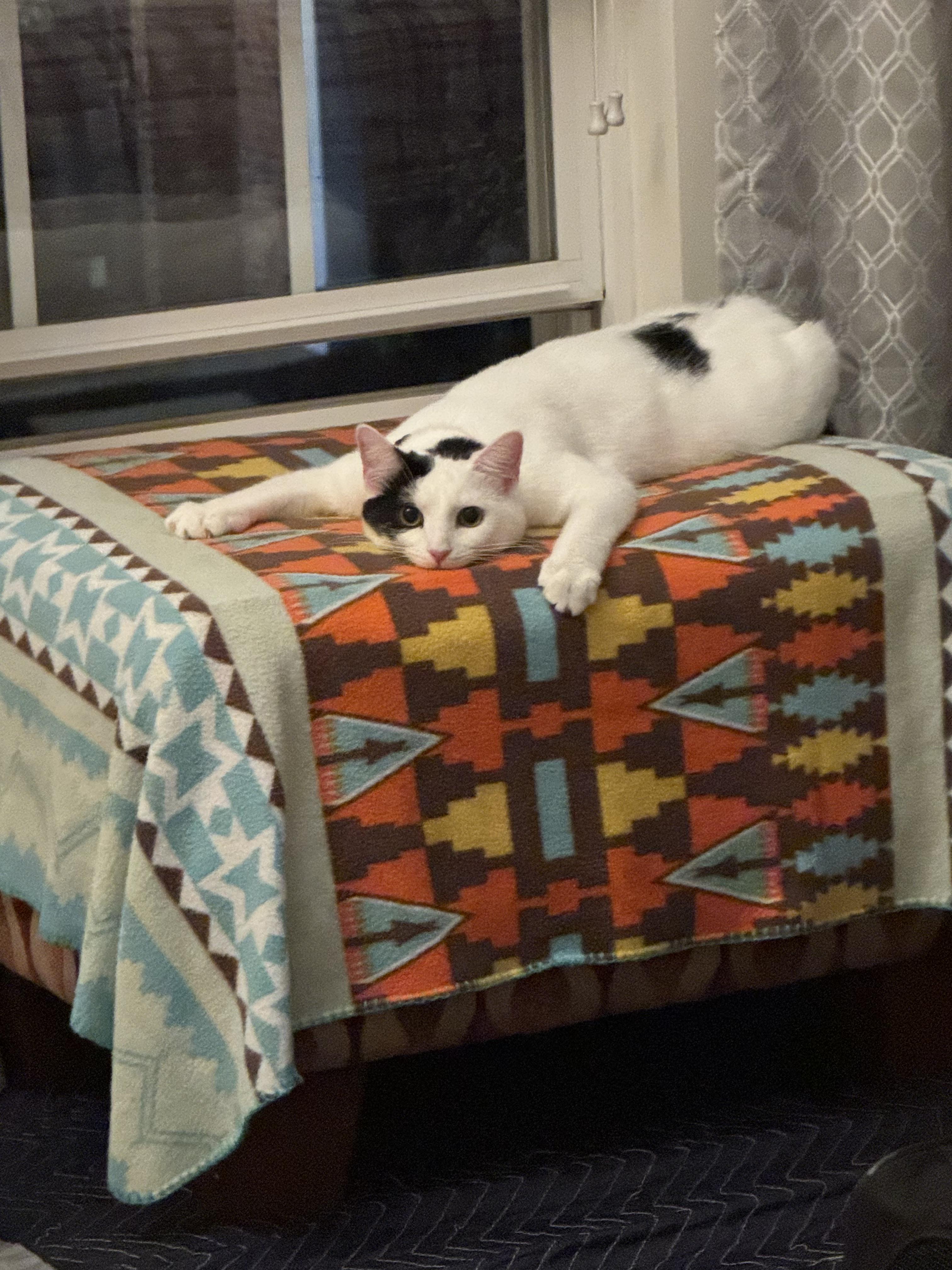 Enlarge Betsy, a Adoptable Domestic Short Hair in Mauldin, SC image 1/6