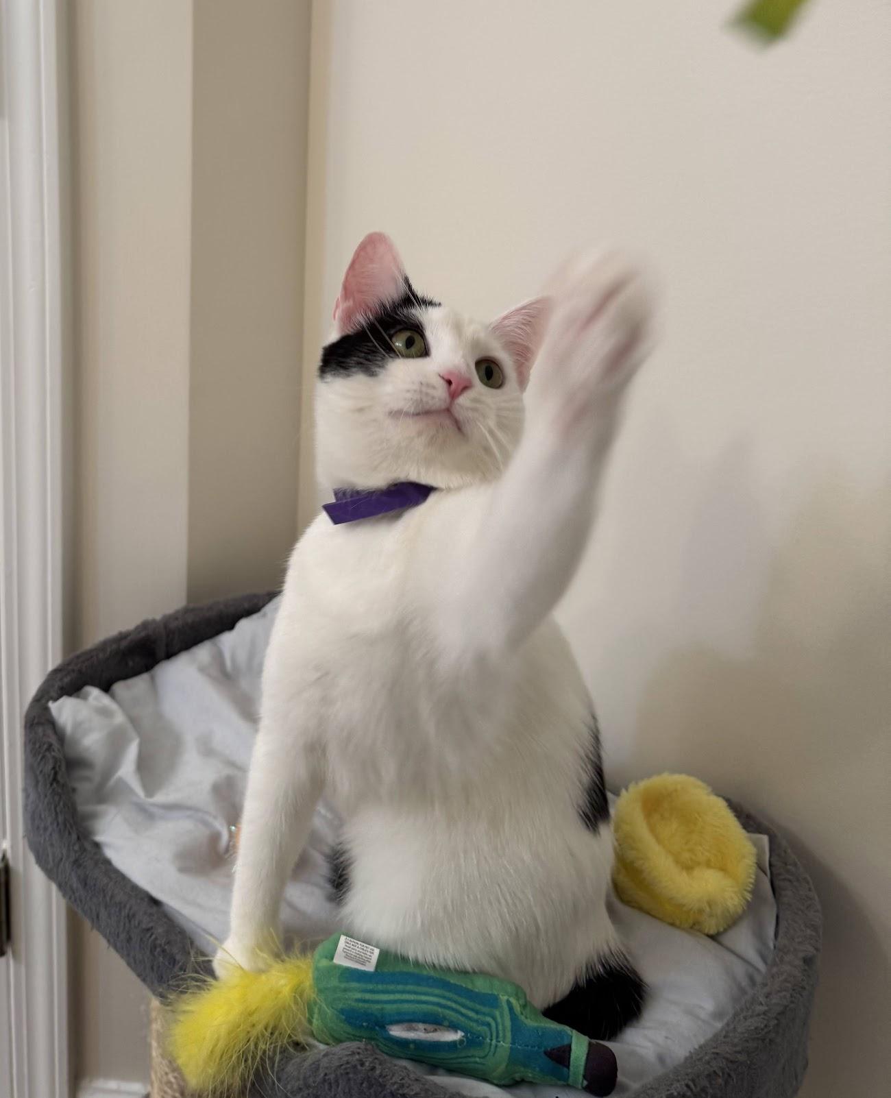 Enlarge Betsy, a Adoptable Domestic Short Hair in Mauldin, SC image 3/6