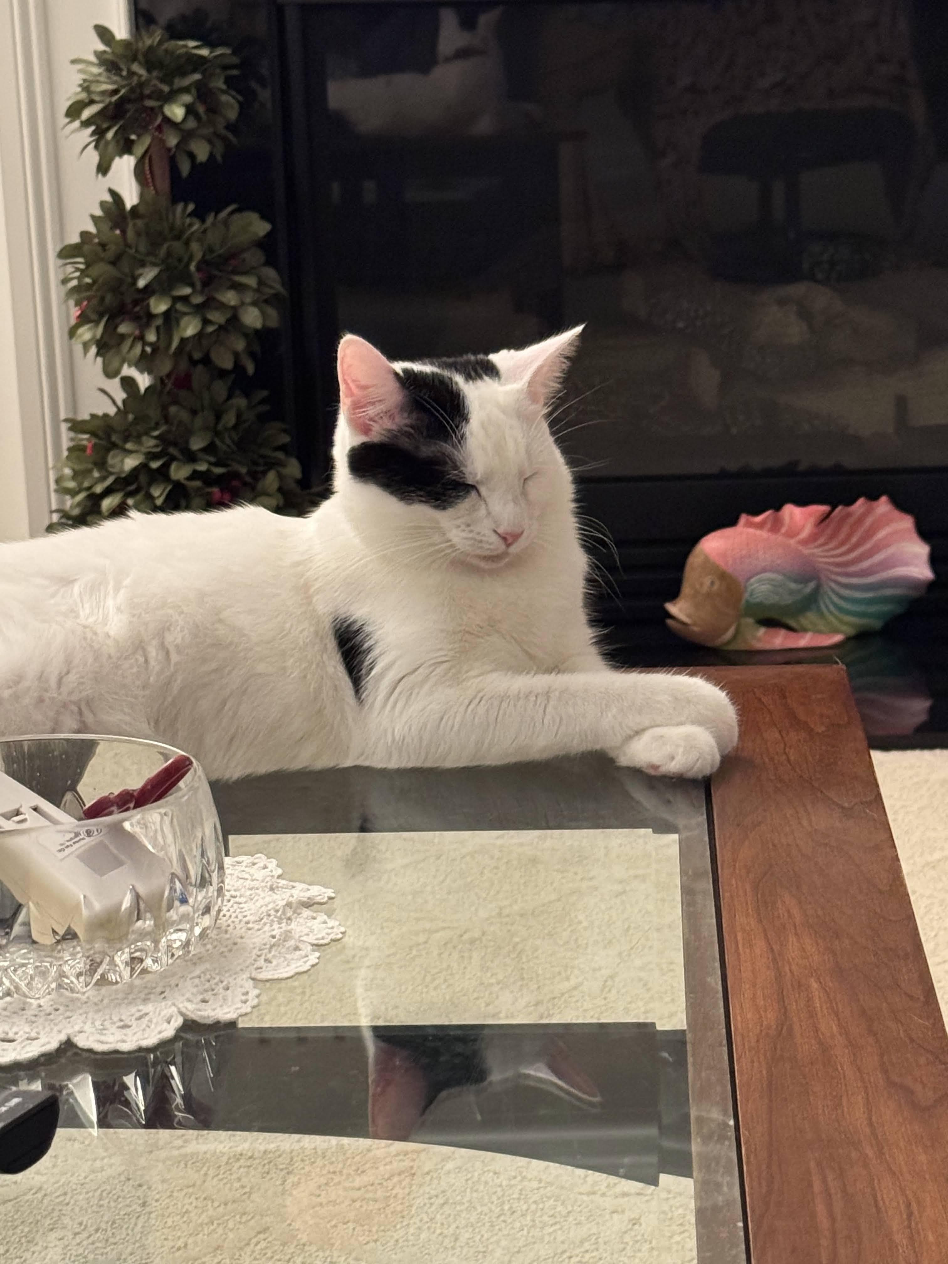 Enlarge Betsy, a Adoptable Domestic Short Hair in Mauldin, SC image 2/6