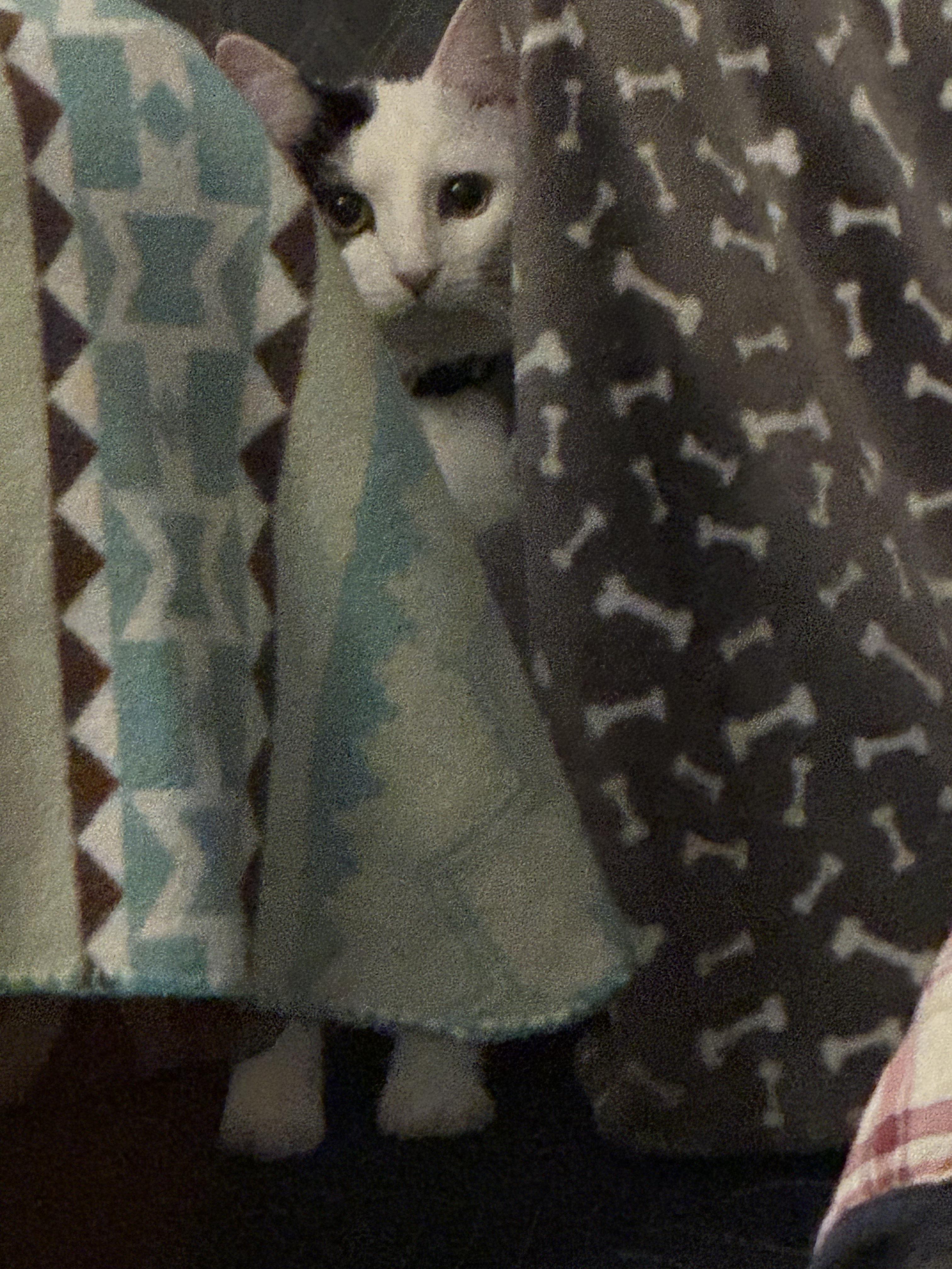 Enlarge Betsy, a Adoptable Domestic Short Hair in Mauldin, SC image 4/6