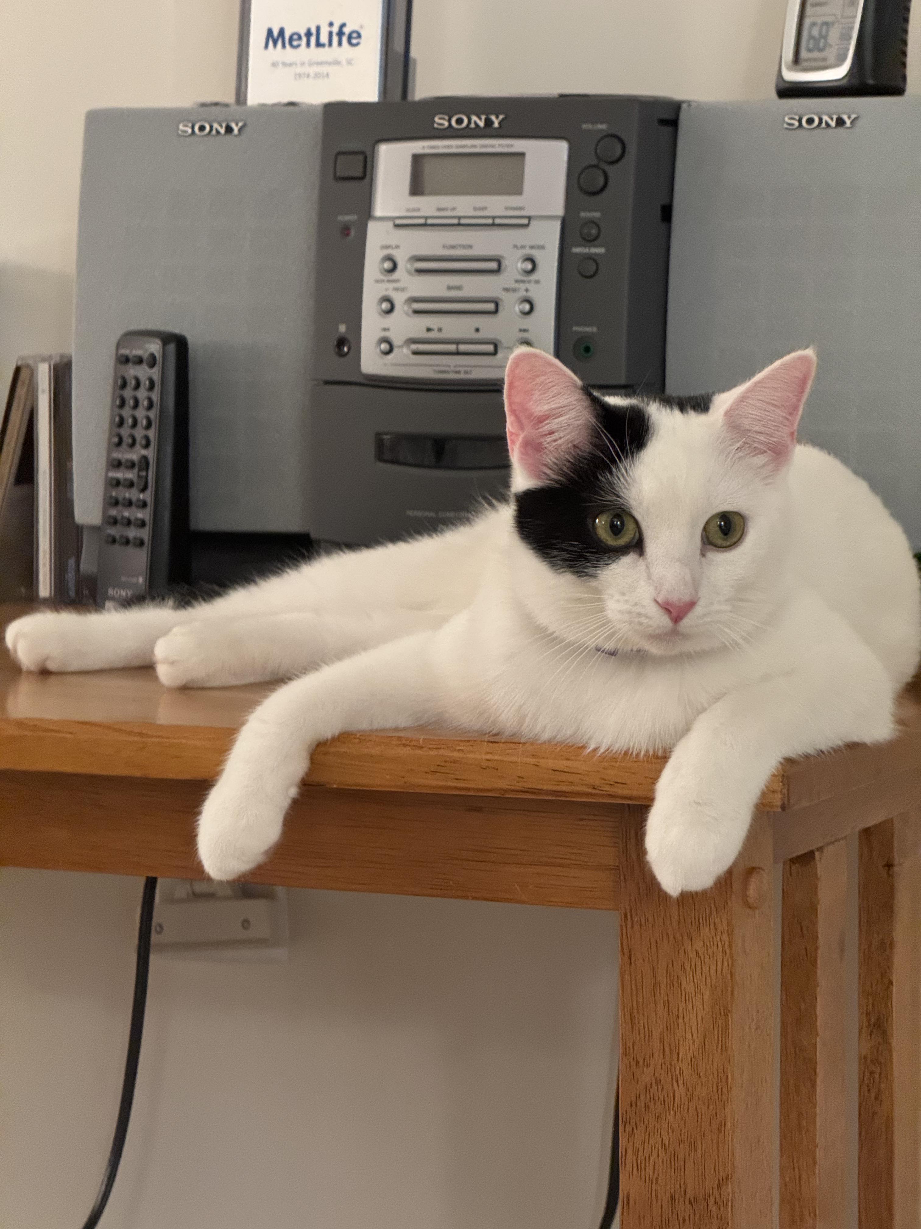 Enlarge Betsy, a Adoptable Domestic Short Hair in Mauldin, SC image 1/6