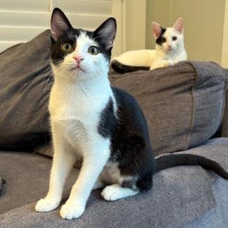 Betsy, Adoptable, Kitten Female Domestic Short Hair.