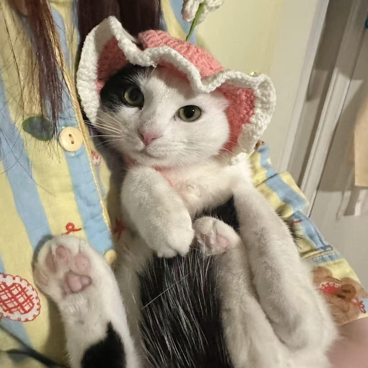 Betsy, Adoptable, Kitten Female Domestic Short Hair.