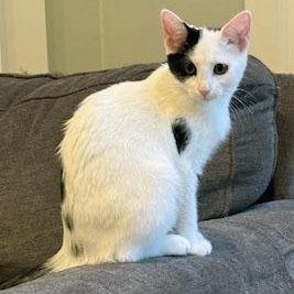 Betsy, a Adoptable Domestic Short Hair in Mauldin, SC image 2/3