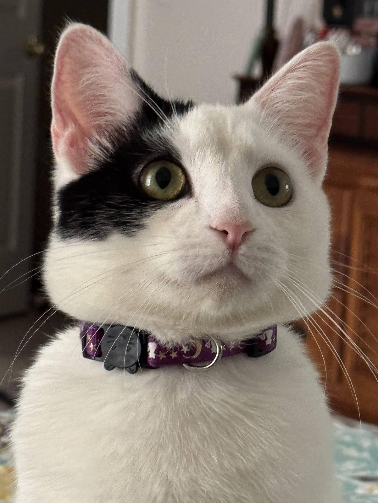 Enlarge Betsy, a Adoptable Domestic Short Hair in Mauldin, SC image 2/6