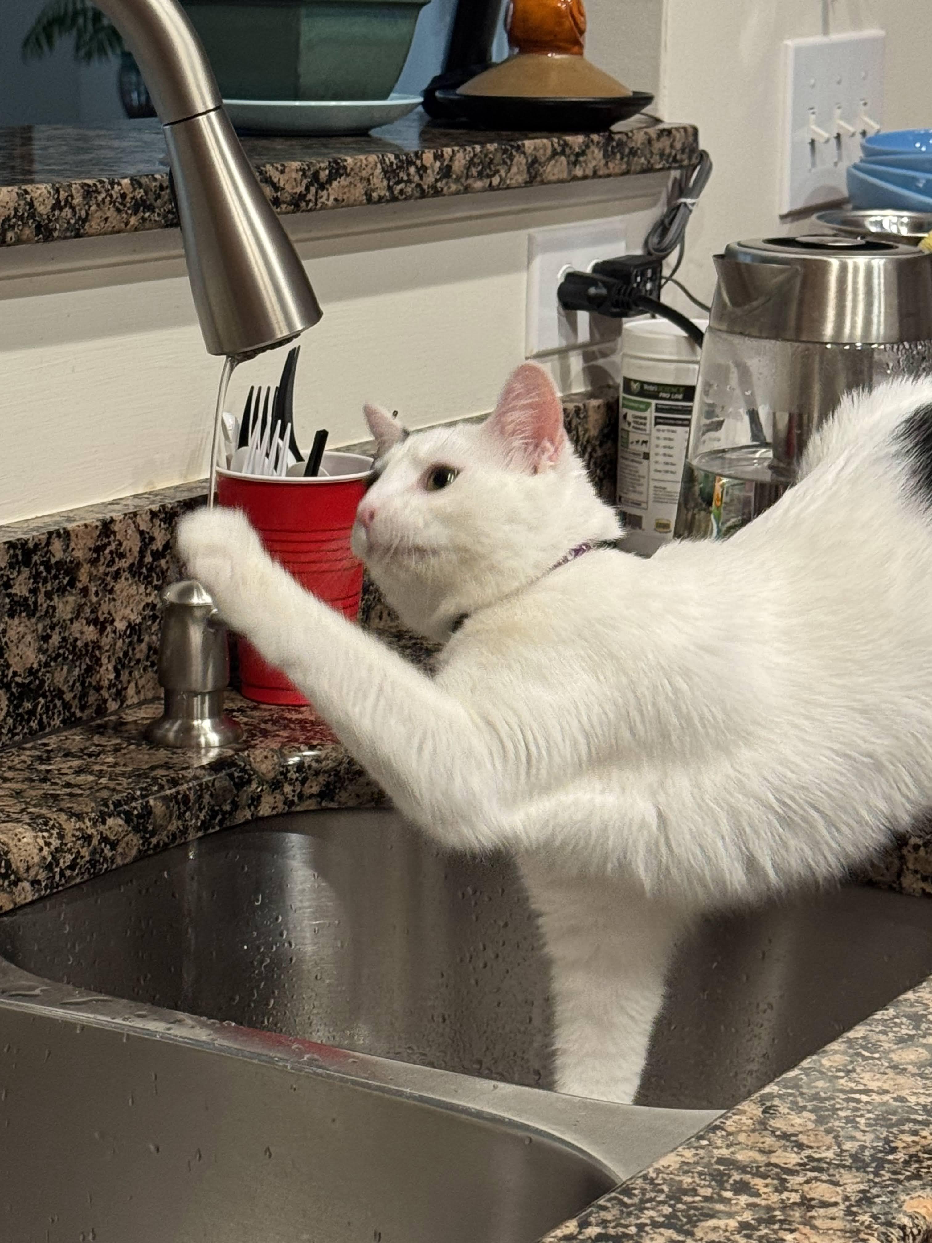 Enlarge Betsy, a Adoptable Domestic Short Hair in Mauldin, SC image 3/6