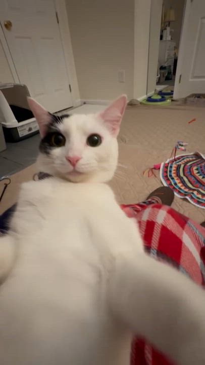 Enlarge Betsy, a Adoptable Domestic Short Hair in Mauldin, SC video 3/6