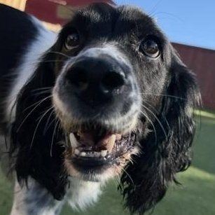 Enlarge Zara, a Adoptable mixed breed in Scarborough, ON image 1/6