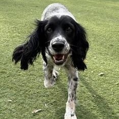 Enlarge Zara, a Adoptable mixed breed in Scarborough, ON image 2/6