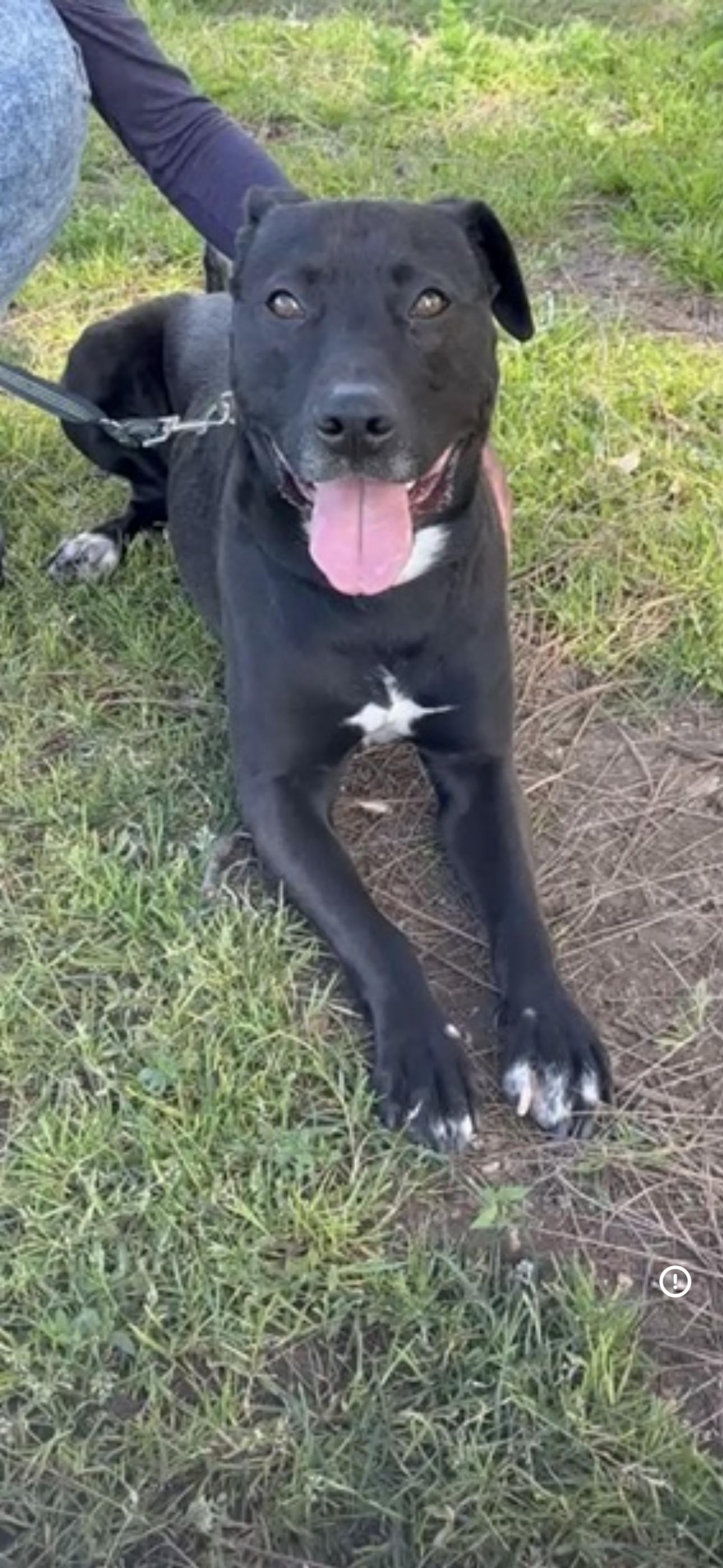 Smokey, a ADOPTABLE mixed breed in Tarzana, CA image 6/6