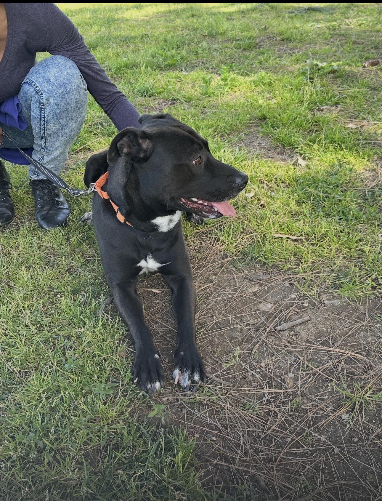 Smokey, a ADOPTABLE mixed breed in Tarzana, CA image 5/6