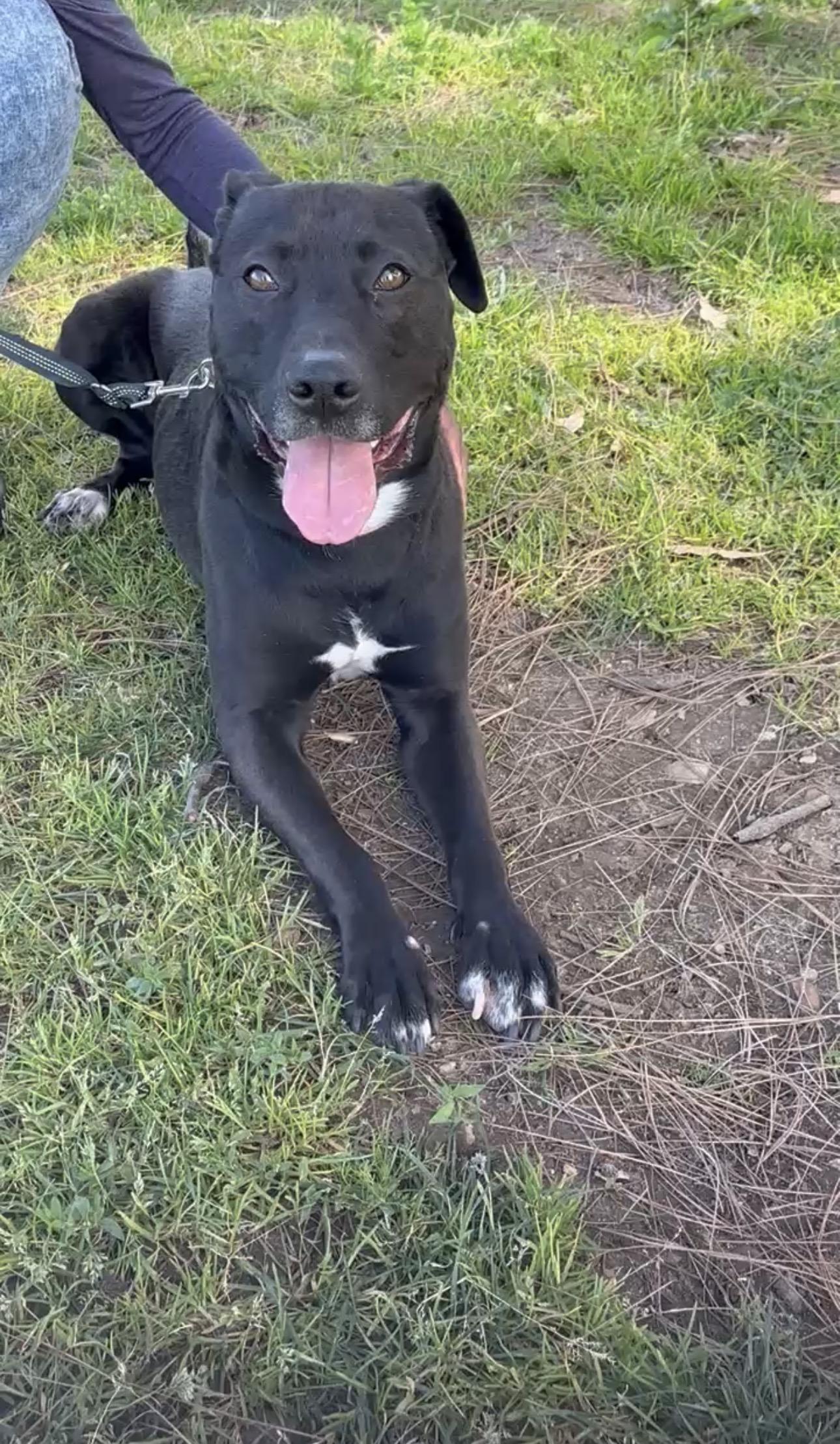 Smokey, a ADOPTABLE mixed breed in Tarzana, CA image 2/6
