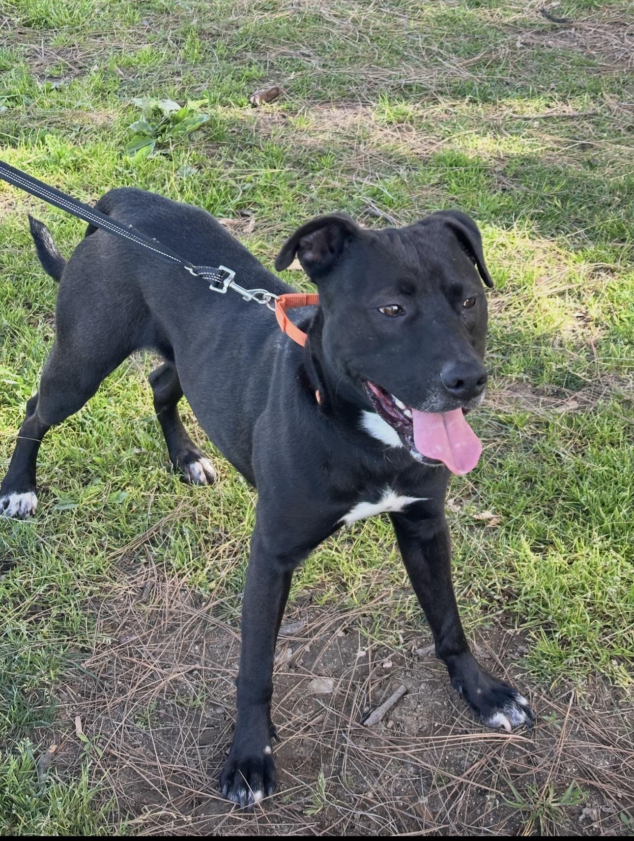 Smokey, a ADOPTABLE mixed breed in Tarzana, CA image 1/6