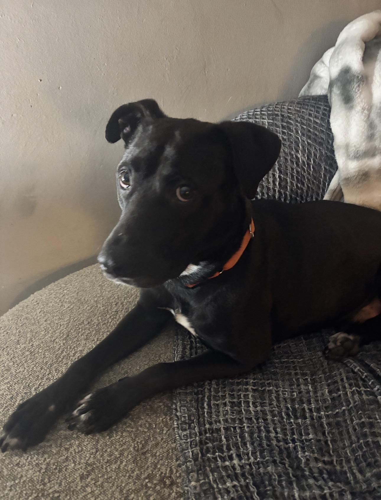 Smokey, a ADOPTABLE mixed breed in Tarzana, CA image 3/6