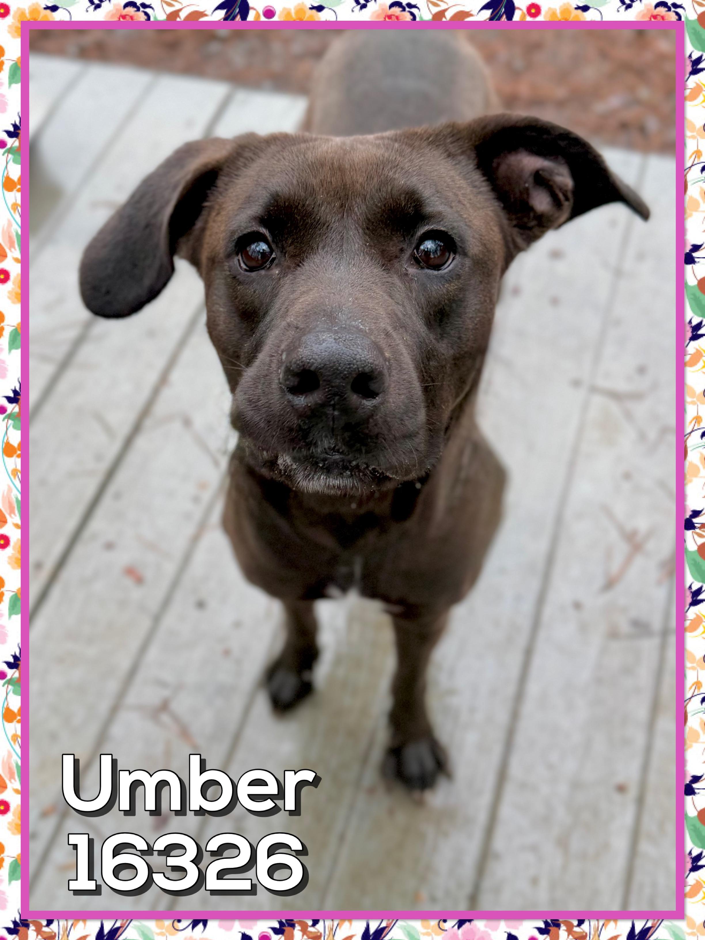 Enlarge UMBER (R), an adopted mixed breed in Marietta, GA image 3/5