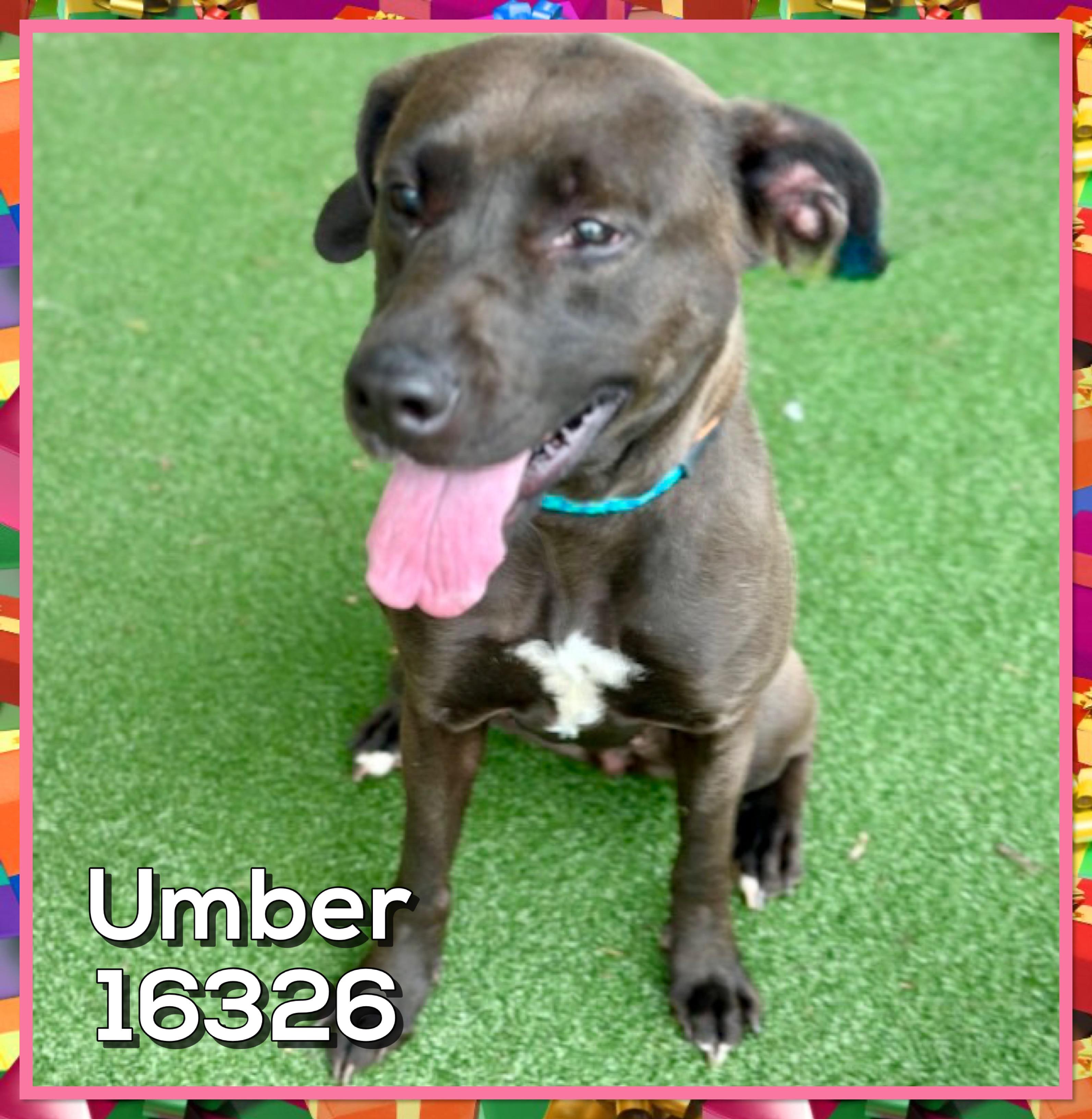 Enlarge UMBER (R), an adopted mixed breed in Marietta, GA image 4/5