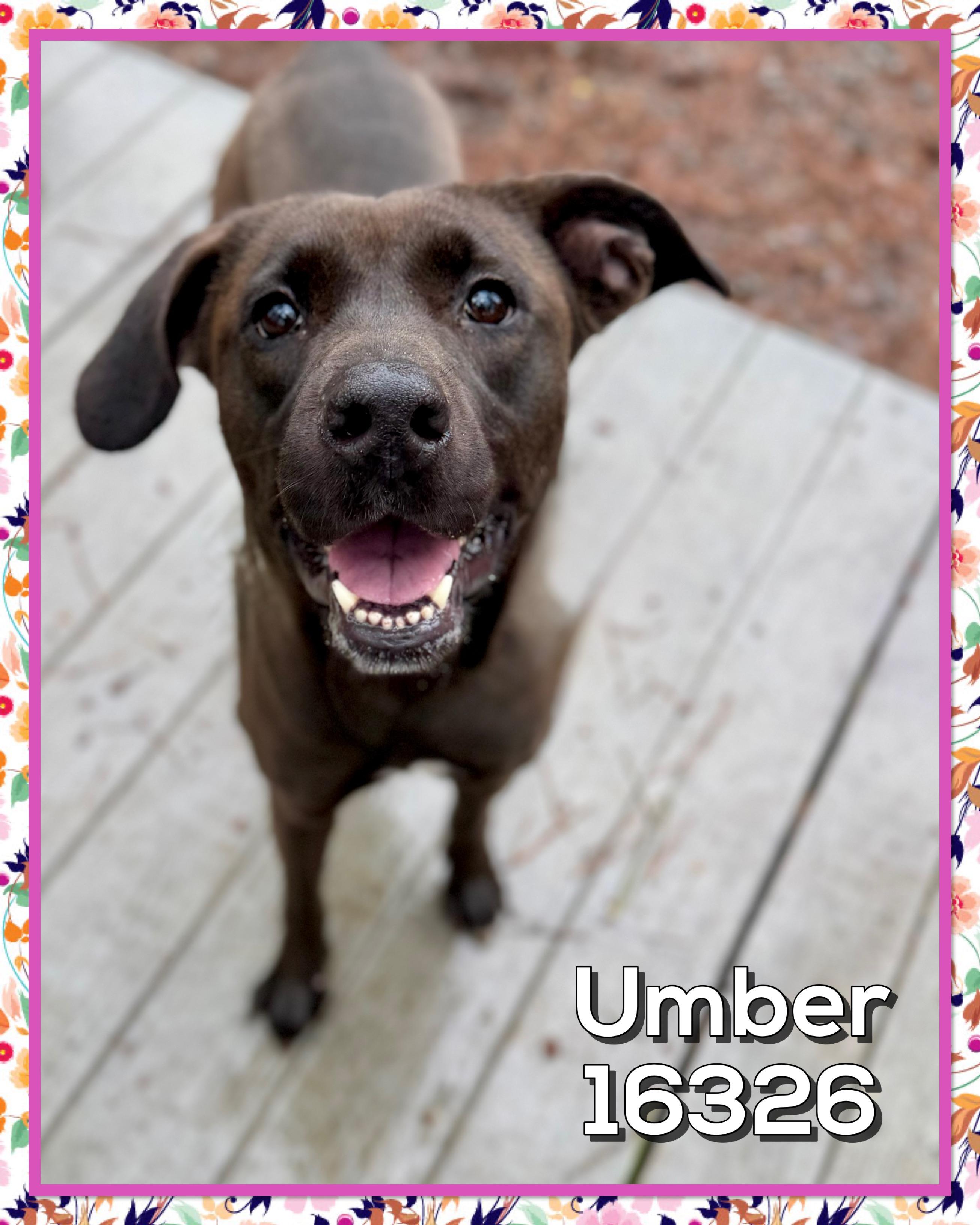 Enlarge UMBER (R), an adopted mixed breed in Marietta, GA image 1/5