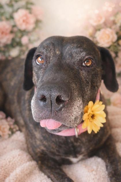 Happy*, a Adoptable mixed breed in El Paso, TX image 1/3