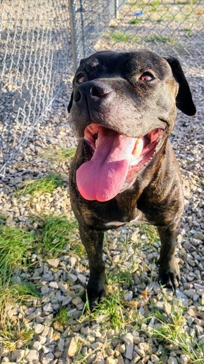 Happy*, a Adoptable mixed breed in El Paso, TX image 2/3