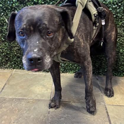 Happy*, a Adoptable mixed breed in El Paso, TX image 3/3